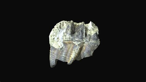 American Mastodon Molar Saltville Virginia Download Free 3d Model