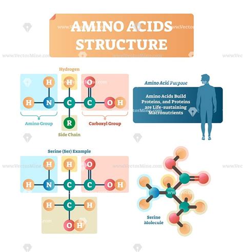 Amino Acids Structure Vector Illustration Infographic Chemistry