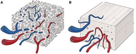 Influence Of Bone Microstructure On Graft Take A Cancellous Bone