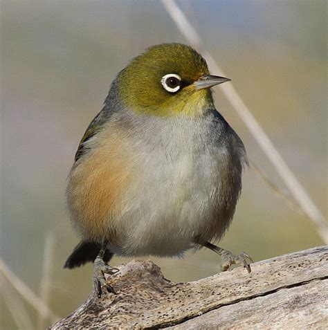 Silvereye Tauhou New Zealand Birds Online