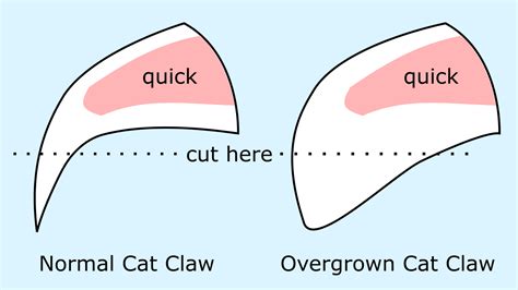 Thick Cat Claws — Kitty Help Desk