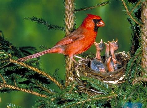 Baby Cardinals In Nest Birds Cardinal Birds Baby Cardinals