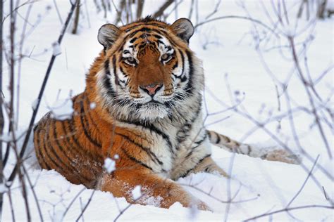The Tiger Ia The Most Aestetic Specie On The Planet
