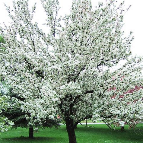 13 Of The Most Colorful Crabapple Trees For Your Yard Crabapple Tree