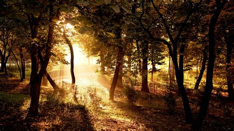 Forest Nature Sunlight Wallpaper 266 1280x720 720p Wallpaper Hd