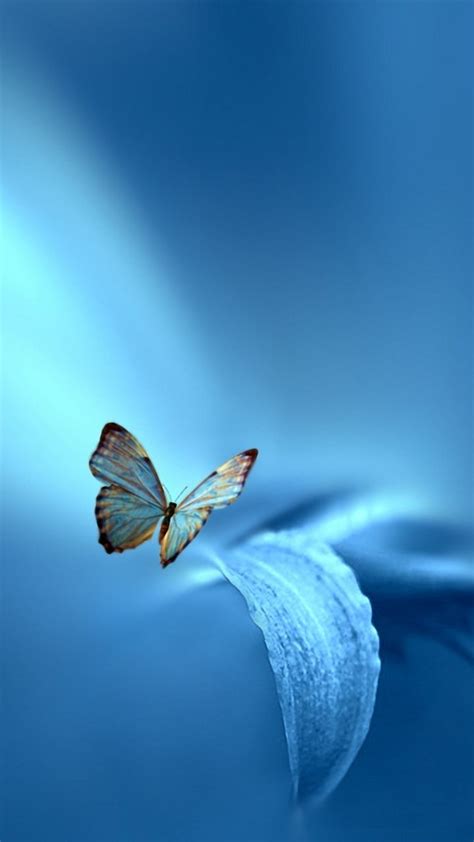 Title Mit Bildern Hintergrundbilder Schmetterling