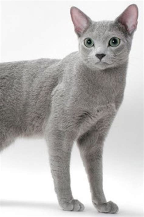 Pin By Wonderslist On Animales In 2020 Cat Breeds Animals Cats