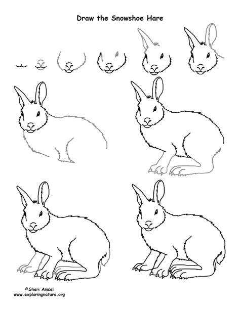 Hare Snowshoe Drawing Lesson