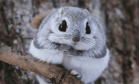 38 Facts About The Japanese Dwarf Flying Squirrel 2023