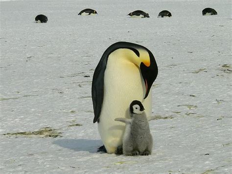 Penguins Emperor Penguins Baby Mother Parent Antarctic Life