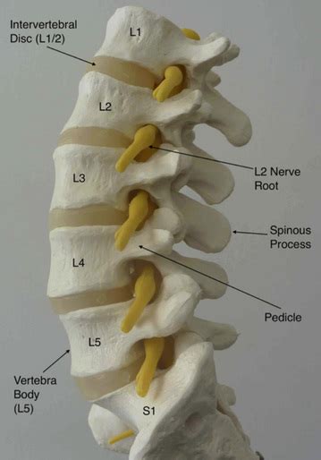 Lumbar Spine Anatomy L5