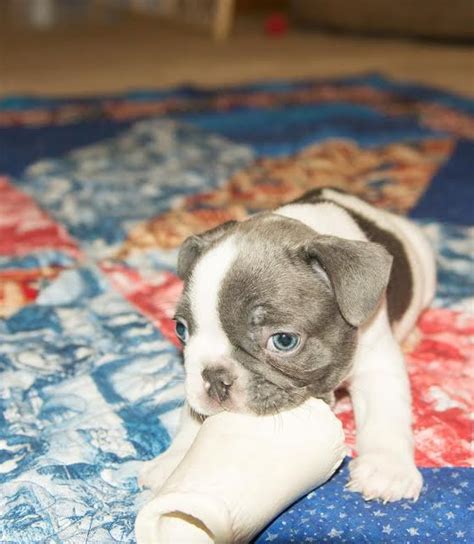 Male blue and tan french bulldog for sale. Blue French Bulldog Puppies For Sale, Chocolate, Pied ...