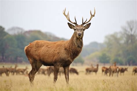 Red Deer The National Animal Of Ireland