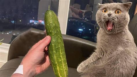 Cat Vs Cucumber Funny Cat Reaction Videos Aww Pets Youtube