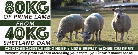 Cross Bred Lamb The Breed Shetland Sheep Society