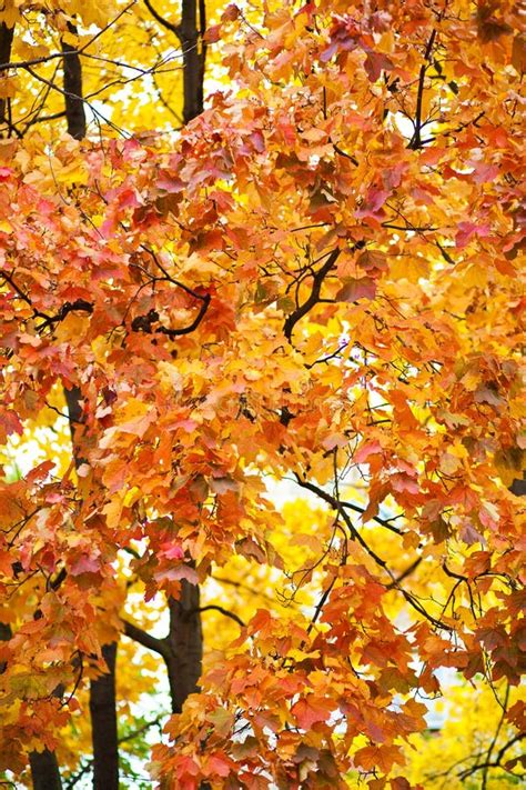Yellow Autumn Leaves Stock Photo Image Of Weather October 22997630