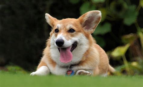 Pembroke Welsh Corgi The Pembroke Welsh Corgi Is A Cattle Flickr
