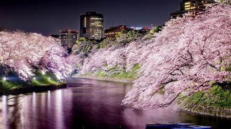 Angka yang cukup fantastis untuk menggolongkan sebuah jenis bunga. Cantiknya Bunga Sakura di Jepang Pada Malam Hari Bagai di ...