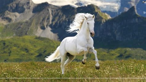 25 Majestic And Beautiful Horse Pictures