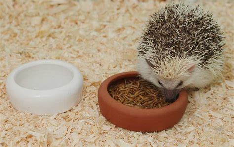 Hedgehogs are insectivores, so they'll eat any insects they find in and around your garden. What Do Hedgehogs Eat As Pets? (2019 Hedgehog Food & Diet ...