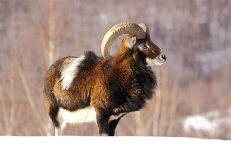 Mouflon Ram Hunting All There Is To Know About This Exotic Species