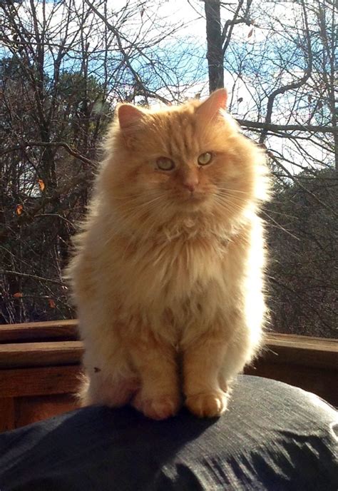 Fluffy Tabby Cat Named Pete Fuzzy Babies Pinterest