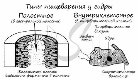 Диета после полостное операции