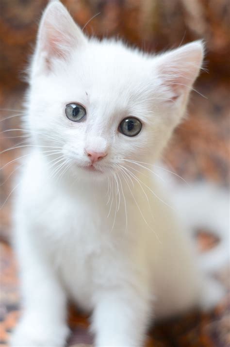 White Cat Baby Cats Cute Animals Cats