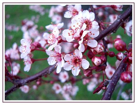 Flowering Plum This Tree Blossoms With These Sweet Pink Petals In