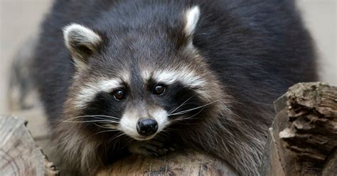 Moscow Zoo Sues Ad Company After Rented Raccoon Appears In