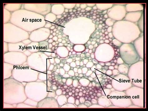 Plant Tissues Woody Plants Xylem Phloem Dendrochronolgy Biology L