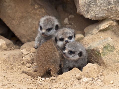 The Most Adorable Baby Meerkat Photos Ever Put Online 20 Pics
