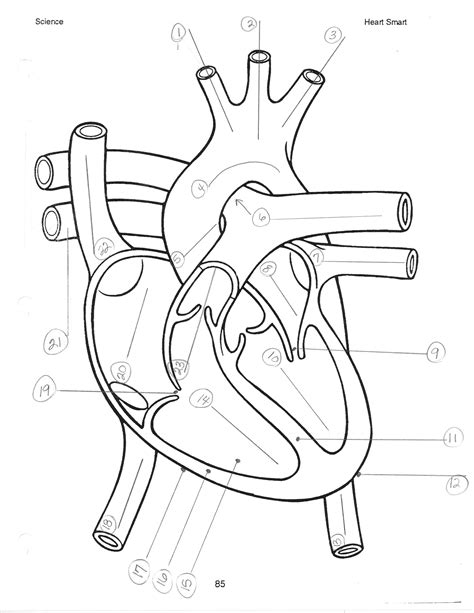However, the basics are the same. Blank Heart Diagram 7 - 2549 X 3299 | carwad.net | Heart ...