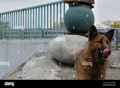 Stray Dog Licking Its Mouth As It Begs For Food Stock Photo Alamy
