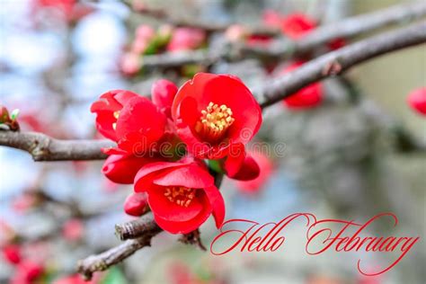 Chaenomeles Japanese Red Spring Flowers In Garden With Text Hello