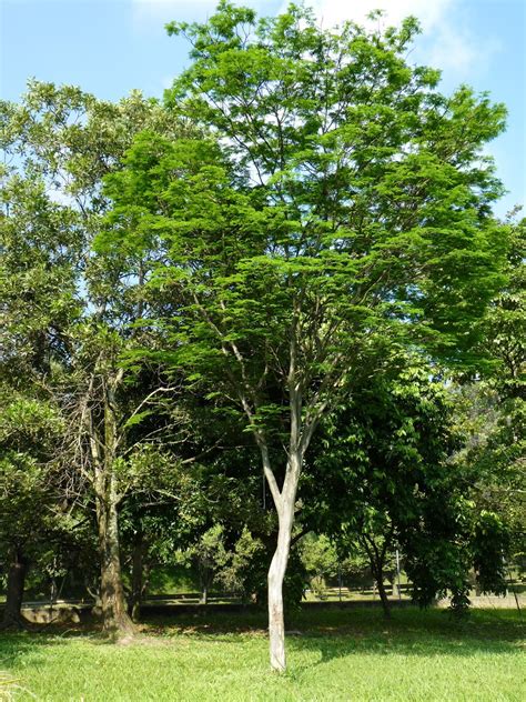 ARBORETUM ÁRBOLES FANTÁSTICOS El ébano