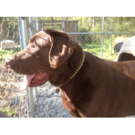 It is now considered the world's most popular breed. Wagner's Retrievers, Labrador Retriever Breeder in Oxford ...