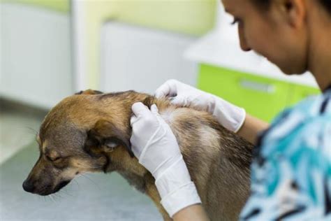 Enfermedades De La Piel En Los Perros ¡14 Tipos Con Fotos