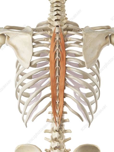 Back Muscle Artwork Stock Image F0093970 Science Photo Library