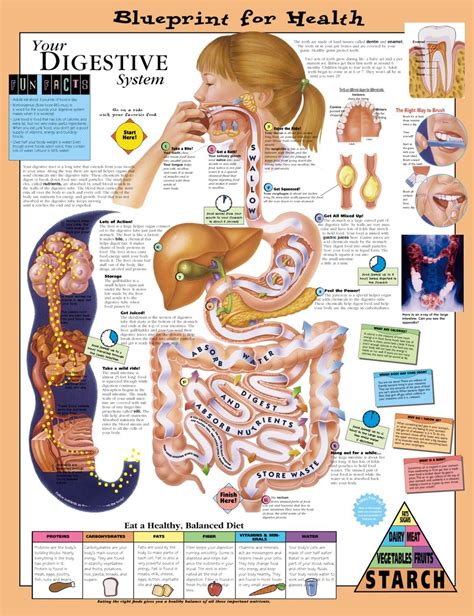 The Digestive System Kids Health 1154×1500 Pixels Lifeeee