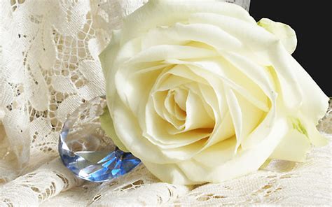 Marvelous off white rose with blue white crystal | White roses wallpaper, White roses, White 