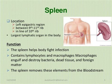 Spleen Thymus Organs Of The Lymphatic System