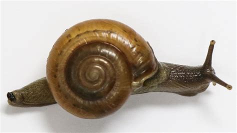 What Is The Invasive Snail Found In Florida