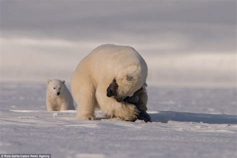 Polar Bear Mother Teaches Its Young To Hunt By Waiting For Seals