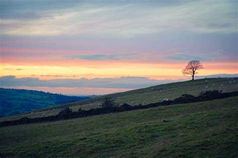 2992x2000 Cloud Hill Sheep Sunset Tree Wallpaper Coolwallpapersme