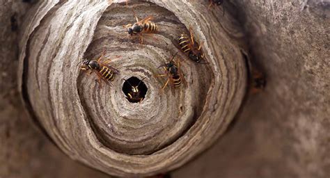 Guaranteed Wasps Nest Treatment Country Services Pest Control Ltd