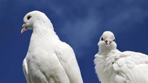 Two Loving White Doves — Stock Photo © Jackq 7653732