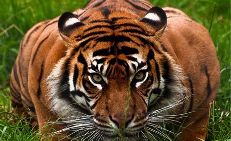 Wallpaper Animals Tiger Wildlife Big Cats Zoo Whiskers Jungle