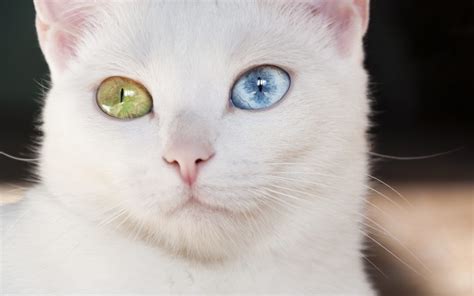 What Is Heterochromia Valley Vision Clinic