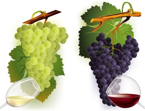 Wine And Grapes Vector 2 Free Vector In Encapsulated Postscript Eps